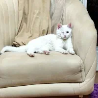 واگذاری گربه حمایتی|گربه|شیراز, فاضل|دیوار