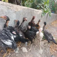 ۱۰عددخروس لا ی سالم وسرحال به شرط فوری|حیوانات مزرعه|کرج, کمال‌شهر|دیوار