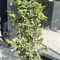 حراج گل وگیاه|گل و گیاه طبیعی|سنندج, |دیوار