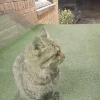 واگذاری گربه