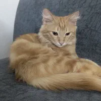واگذاری گربه ناز