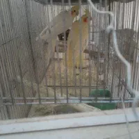 فروش جفت عروس مولد بشرط تخم و جوجه ۳ تومن