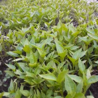 نشای فلفل ترکیه فلفل تند.خیار درختی. نشاء کیوی اصل