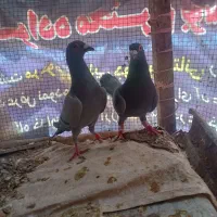 کبوتر نروماده سبز آلمانی