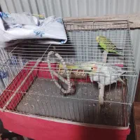 عروس هلندی و مرغ عشق بایک عدد قفس تمیز در حد