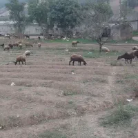 گله گوسفند|حیوانات مزرعه|گرگان, |دیوار