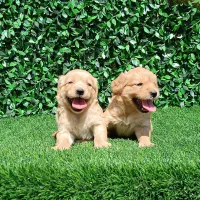 توله گلدن دارچینی