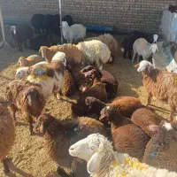 گوسفند تعاونی تنظیم بازار/ خونی ۱۰٪تخفیف ویژه|حیوانات مزرعه|مشهد, توس (بلوار توس)|دیوار