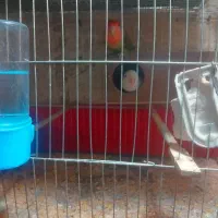 طوطی برزی نر و ماده بالغ|پرنده|فردوسیه, |دیوار