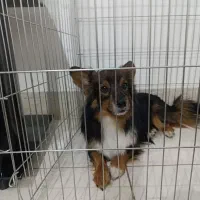 سگ پامر روباهی شناس نامه دار