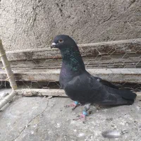 کبوتر زاغ موشی|پرنده|مسجد سلیمان, |دیوار