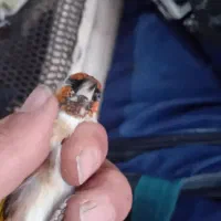 سره هر دو ماده هستند