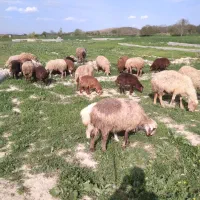 گوسفند داشتی بره دار