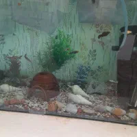 ماهی اکواریمی