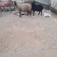 میش با بره بزرگ|حیوانات مزرعه|فرمهین, |دیوار