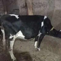 گاو گوشتی|حیوانات مزرعه|سراب, |دیوار