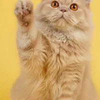 گربه نژاد دار