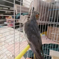 عروس هلندی ۳ ماهه