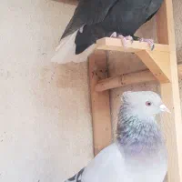 کفتر ماده دم سفید