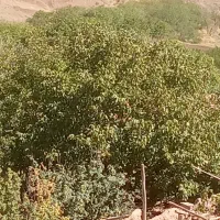 سرایدار باغ. ویلا .هستم