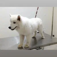 اصلاح پت خانگی سگ گربه خرگوش