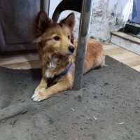 سگ پاکوتاه|سگ|قم, علی آباد سعدگان|دیوار