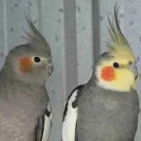 فروش یک جفت عروس هلندی نر و ماده با یک عدد جوجه