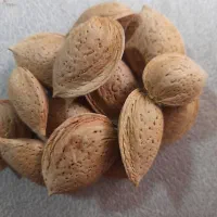 بادام نو|خوردنی و آشامیدنی|شیراز, بعثت|دیوار