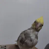 پرنده|پرنده|زابل, |دیوار