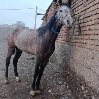 فوری|اسب و تجهیزات اسب‌سواری|شبستر, |دیوار