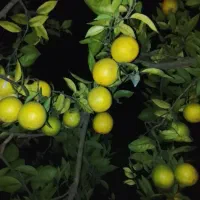 نارنگی انشو نارنگی یافا درجه یک|خوردنی و آشامیدنی|قائم‌شهر, |دیوار