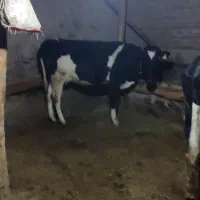 گاو‌شیری‌دو‌دندان