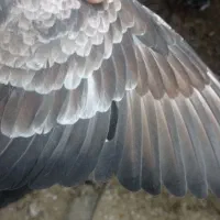 کبوتر...|پرنده|تایباد, |دیوار