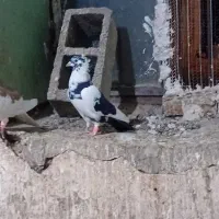 ابلاغ سیاه نر کاکلی|پرنده|تربت جام, میان جام|دیوار