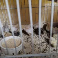 بلدرچین مینیاتوری سفیدپاک