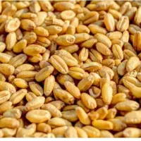 بذر گندم دیم36000تومان
