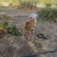 سگ پامرانین  پاکوتاه|سگ|سرپل ذهاب, |دیوار