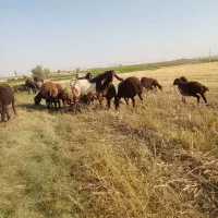 بز نر اصل افغان گوش دراز درجه یک مناسب نسل کشی|حیوانات مزرعه|قیدار, |دیوار