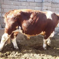 گوساله در مهران