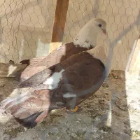 کله سفید نروماده|پرنده|لنجان, |دیوار