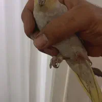 عروس هلندی|پرنده|مشکین‌دشت, |دیوار