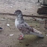 کبوتر تکپر وپرشی|پرنده|گرگان, |دیوار