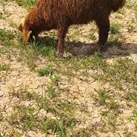 بره ماده در مارون 3