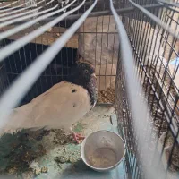 کبوتر کله سیاه