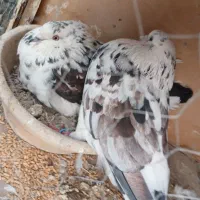 کفتر عطیقه پرشی درجه 1|پرنده|ری, عباس‌آباد|دیوار