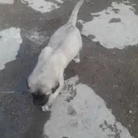 توله سگ سرای