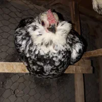 تخم مرغ گلین