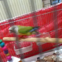 طوطی گرینچیک اهلی دستی|پرنده|الوند, |دیوار