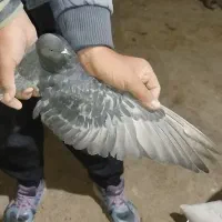 کبوتر پرشی به شرط همه چی|پرنده|سقز, |دیوار