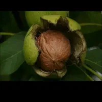 اجاره درخت گردو تمام نقاط ارومیه